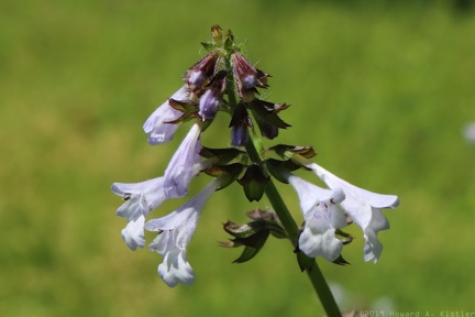 Lyre-leaved Sage