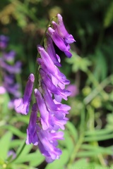 Hairy Vetch