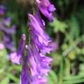 Hairy Vetch