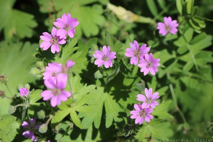 Dovefoot Geranium