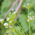 Hairyfruit Chervil