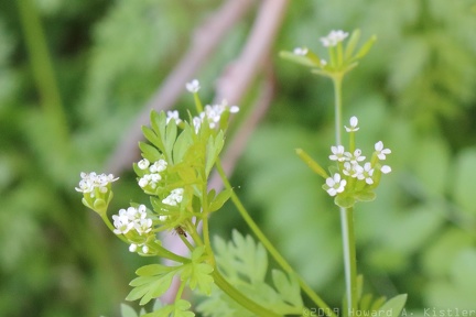 Hairyfruit Chervil