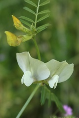 Large Yellow Vetch
