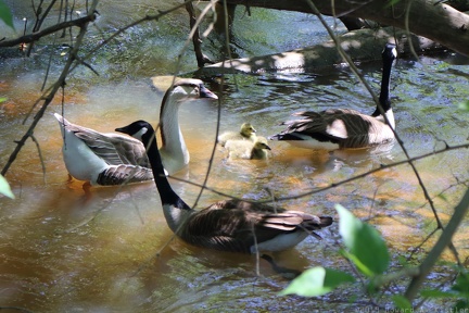 Canada Goose & Domestic Swan Goose