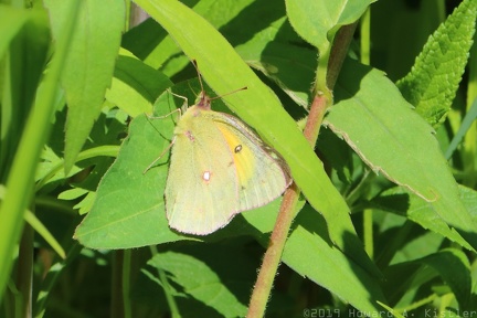 Orange Sulphur