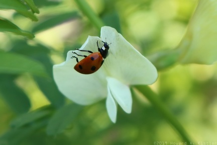 Seven-spotted Ladybird & Large Yellow Vetch