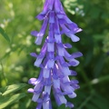 Hairy Vetch