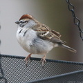Chipping Sparrow