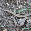Dekay's Brown Snake