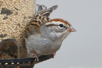 Chipping Sparrow