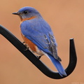 Eastern Bluebird