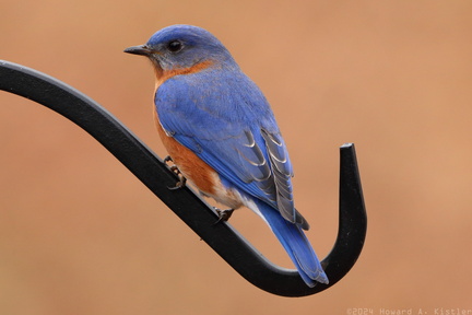 Eastern Bluebird