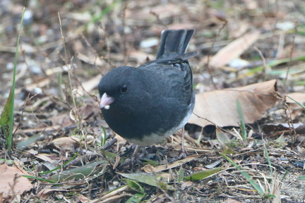 Slate-Colored Dark-eyed Junco
