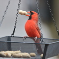 Northern Cardinal