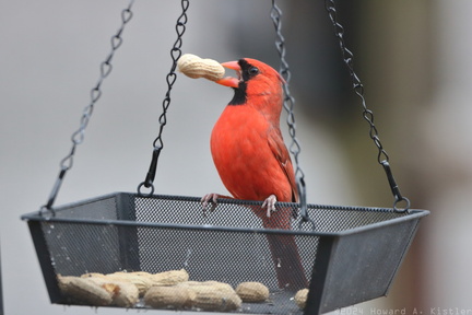 Northern Cardinal