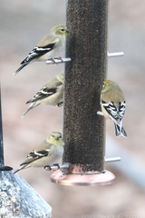 American Goldfinch