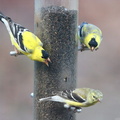 American Goldfinch