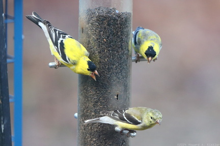American Goldfinch