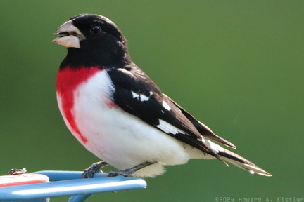 Rose-breasted Grosbeak