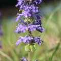 Bugleweed
