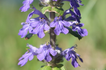 Bugleweed