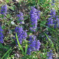 Bugleweed