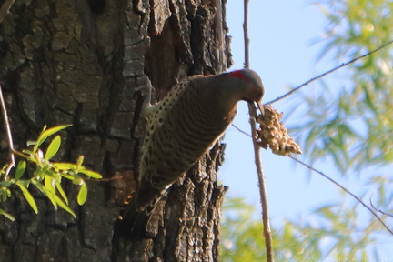 Yellow-shafted Northern Flicker