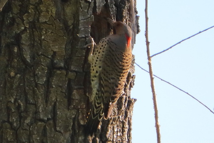 Yellow-shafted Northern Flicker