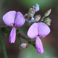 Dillenius' Tick-trefoil