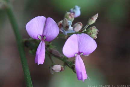 Dillenius' Tick-trefoil