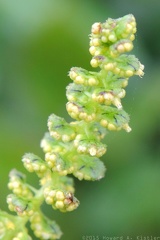 Giant Ragweed