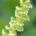 Giant Ragweed