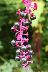 American Pokeweed