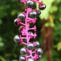 American Pokeweed