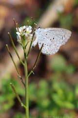 Hairy Bittercress & Spring Azure