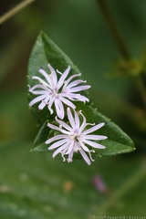 Carolina Elephantsfoot