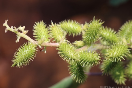 Cocklebur