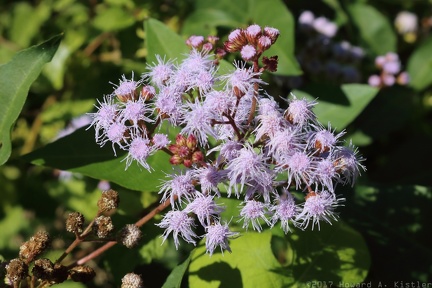 Blue Mistflower