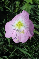Showy Evening Primrose