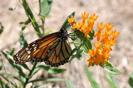 Butterfly Weed & Monarch