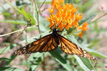 Butterfly Weed & Monarch