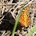 Variegated Fritillary