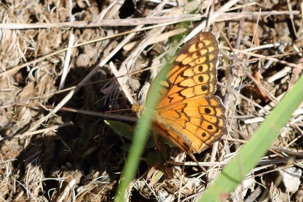 Variegated Fritillary