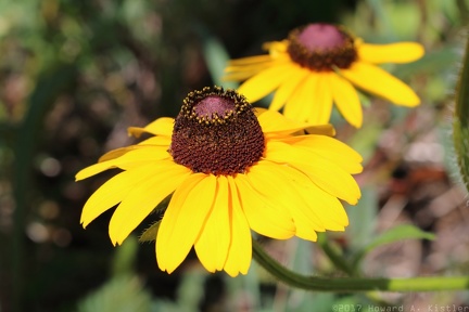 Black-eyed Susan