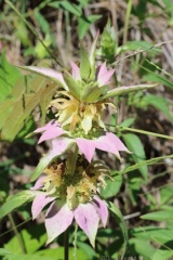 Spotted Beebalm
