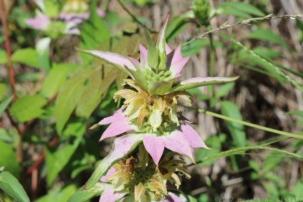 Spotted Beebalm