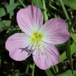 Brown Island & Manchester Park