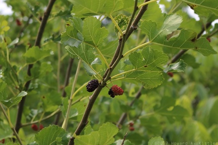 Mulberry