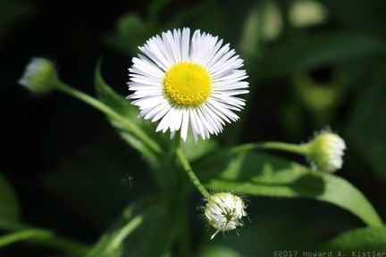 Daisy Fleabane