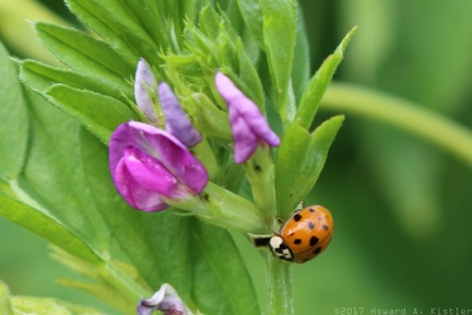 Multicoloured Asian Lady Beetle